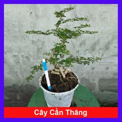 Cây Cần Thăng