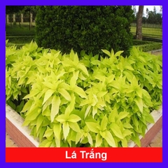 Cây Lá Trắng