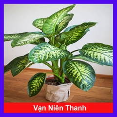 Cây Vạn Niên Thanh