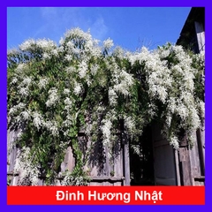 Cây Đinh Hương Nhật