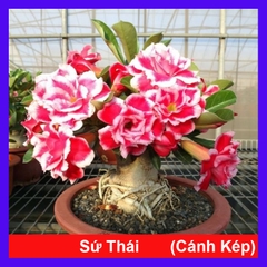 Cây Sứ Thái Con