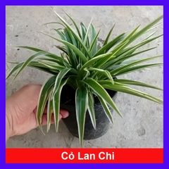 Cây Cỏ Lan Chi
