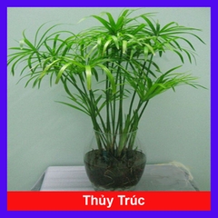 Cây Thủy Trúc Thủy Sinh