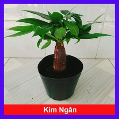 Cây Kim Ngân (1 thân)