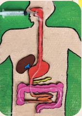 Mô hình các bộ phận của cây – Học liệu thực hành STEM