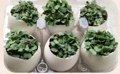 Trồng cây trong vỏ trứng – Học liệu thực hành STEM