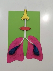 Mô hình hệ hô hấp – Học liệu thực hành STEM