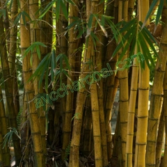 Natural Bamboo Charcoal