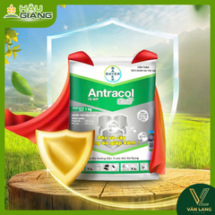 BAYER - Thuốc trừ bệnh ANTRACOL 70WP 1KG - PROPINEB 700 g/kg - Chuyên trị thán thư, sương mai, đạo ôn, khô vằn,... giúp lá xanh, đứng lá