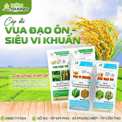 HVD - Thuốc trừ bệnh VUA VI KHUẨN SIÊU ĐẠO ÔN 55GR - Kasugamycin 6% w/w + Tricyclazole 400g/kg + Isoprothiolane 400g/kg - Hỗ trợ kiểm soát cháy bìa lá, đạo ôn lá, cổ bông