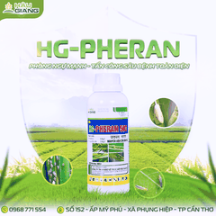 HẬU GIANG - PHERAN 500EC 480ML (PET) - Permethrin 500g/l -  Phòng trừ sâu cuốn lá, sâu đục thân, rầy nâu, bọ trĩ, sâu tơ, sâu xanh, sâu đục quả