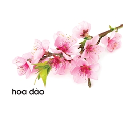 Lô tô các loài hoa
