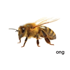 Lô tô động vật