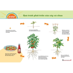Bộ tranh khám phá môi trường xung quanh – Cây lớn lên như thế nào?
