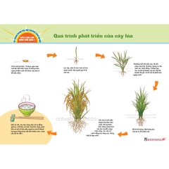 Bộ tranh khám phá môi trường xung quanh – Cây lớn lên như thế nào?