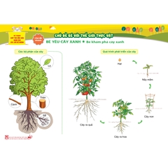 Bộ tranh giúp trẻ mẫu giáo khám phá các chủ đề nhánh - Chủ đề Bé với thế giới thực vật