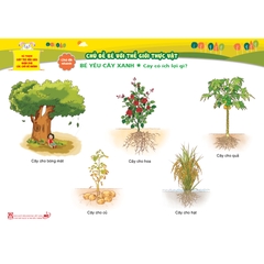 Bộ tranh giúp trẻ mẫu giáo khám phá các chủ đề nhánh - Chủ đề Bé với thế giới thực vật