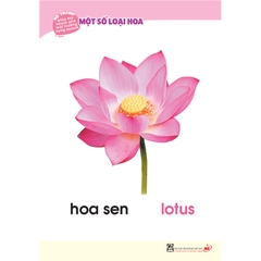 Bộ tranh giúp trẻ khám phá môi trường xung quanh – Một số loại hoa (song ngữ Việt - Anh)