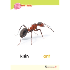 Bộ tranh giúp trẻ khám phá môi trường xung quanh – Côn trùng, chim (song ngữ Việt - Anh)