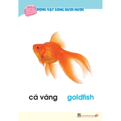 Bộ tranh giúp trẻ khám phá môi trường xung quanh – Động vật sống dưới nước  (song ngữ Việt - Anh)