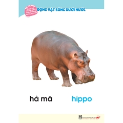 Bộ tranh giúp trẻ khám phá môi trường xung quanh – Động vật sống dưới nước  (song ngữ Việt - Anh)