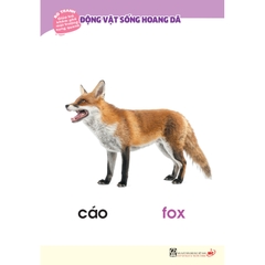 Bộ tranh giúp trẻ khám phá môi trường xung quanh – Động vật sống hoang dã (song ngữ Việt - Anh)