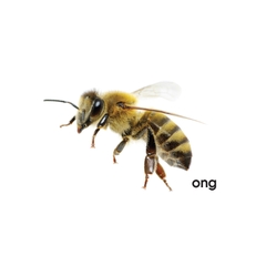 Lô tô giúp bé nhận biết thế giới động vật (Dành cho giáo viên mầm non)