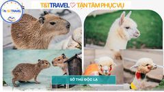 TOUR ĐÀ LẠT 3N3Đ TRỌN GÓI SIÊU TIẾT KIỆM 2026|XE GIƯỜNG NẰM