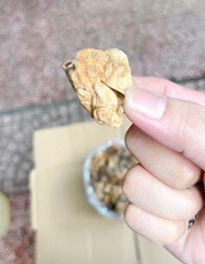 NẤM RƠM SẤY KHÔ 500G – 1KG (NẤM RƠM BÚP SIZE ĐẠI)