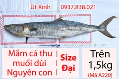 MẮM CÁ THU MUỐI DÙI NGUYÊN CON - TRÊN 1,5KG (MUỐI VÙI) A220