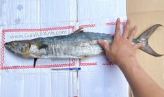MẮM CÁ THU MUỐI DÙI NGUYÊN CON - TRÊN 1,5KG (MUỐI VÙI) A220