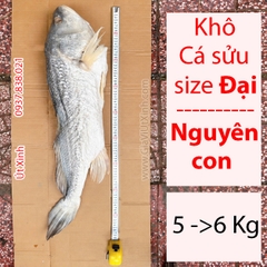 KHÔ CÁ SỬU SIZE ĐẠI 5–6KG 1 CON – NGUYÊN CON, THỊT DÀY