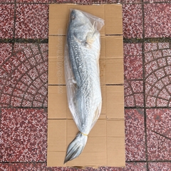 KHÔ CÁ SỬU SIZE ĐẠI 5–6KG 1 CON – NGUYÊN CON, THỊT DÀY