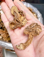 NẤM TRÀM SẤY KHÔ 500G – 1KG – VỊ ĐẮNG THANH ĐẶC TRƯNG