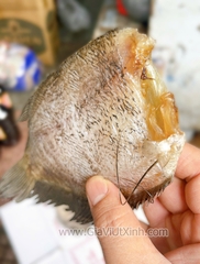 KHÔ CÁ SẶC BỔI CÀ MAU 8 CON/1KG – KHÔNG ĐẦU – SIZE TO DÀY THỊT – A370