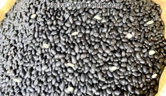 ĐÂU ĐEN ĐÀ LẠT TRẮNG LÒNG 1KG - HẠT TO BÉO, VỊ THƠM NẤU CHÈ, NẤU SÚP