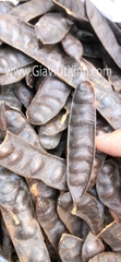 TRÁI BỒ KẾT KHÔ 50G - 100G - LEBBEK SEED - FRYWOOD