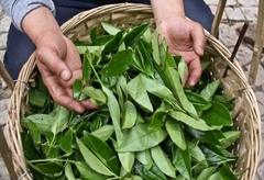 BỘT TRÀ XANH NHẬT BẢN 1KG - BỘT MATCHA AJI NO TSUYU