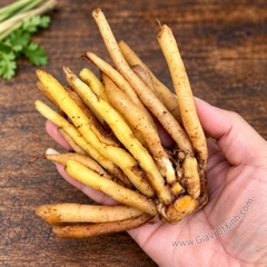 CỦ NGẢI BÚN TƯƠI 1KG – NGẢI BÚN VÀNG, GIA VỊ NẤU BÚN MIỀN TÂY
