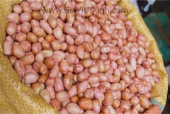 ĐẬU PHỘNG SỐNG B2 - DA TRẮNG HỒNG - SIZE ĐẠI - TÚI 1KG
