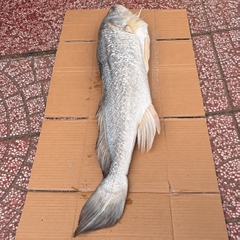 KHÔ CÁ SỬU SIZE ĐẠI 5–6KG 1 CON – NGUYÊN CON, THỊT DÀY