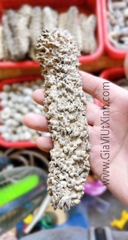 HẢI SÂM GAI KHÔ TỰ NHIÊN 500G - 1KG - LOẠI A27 CAO CẤP