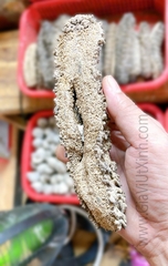 HẢI SÂM GAI KHÔ TỰ NHIÊN 500G - 1KG - LOẠI A27 CAO CẤP