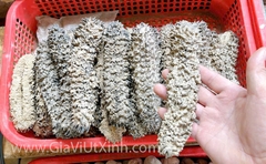 HẢI SÂM GAI KHÔ TỰ NHIÊN 500G - 1KG - LOẠI A27 CAO CẤP