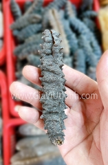 HẢI SÂM KHÔ GAI ĐEN CHILE 500G - 1KG - LOẠI A38 NHẬP KHẨU