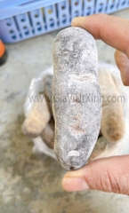 HẢI SÂM KHÔ NHA TRANG DA TRƠN 500G - 1KG – LOẠI A15 CAO CẤP