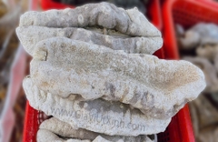 HẢI SÂM VÚ TRẮNG 500G - 1KG - MÃ A46 CAO CẤP SIZE ĐẠI