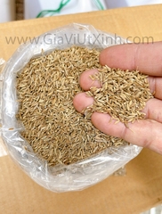 HẠT THÌ LÀ CUMIN 1KG – CUMIN WHOLE ẤN ĐỘ – HẠT XIROM NGUYÊN CHẤT