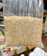 HẠT THÌ LÀ CUMIN 1KG – CUMIN WHOLE ẤN ĐỘ – HẠT XIROM NGUYÊN CHẤT