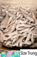 KHOAI GỪNG NẤU CHÈ Ỷ 1KG – CỦ KHOAI GỪNG SIZE TIỂU, TRUNG, ĐẠI – GINGER POTATO